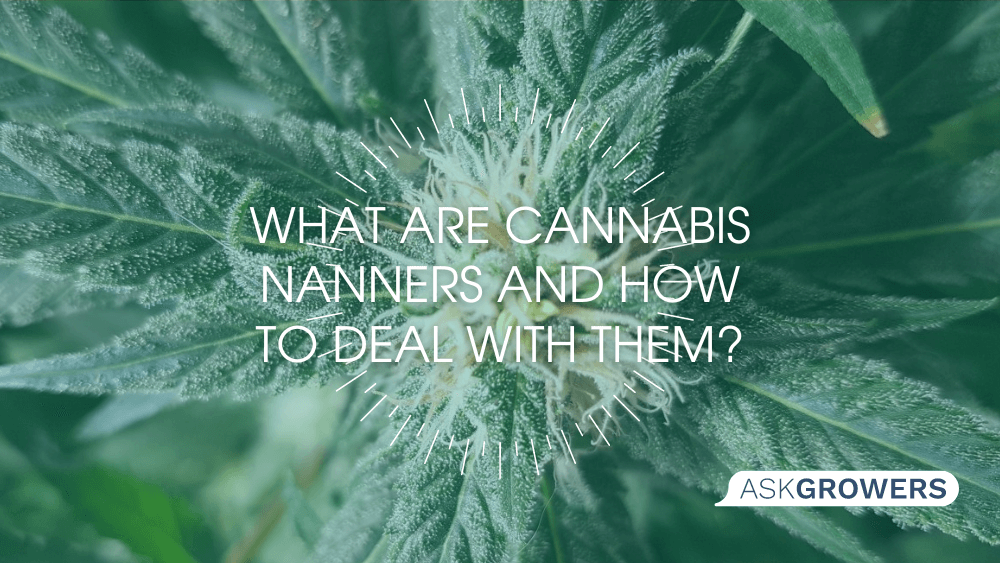 What Are Cannabis Nanners and How to Deal With Them?